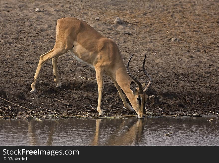 Black-faced impala Ram at Waterhole