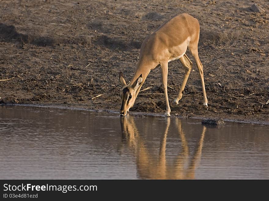 Female Black-faced Impala At Waterhole