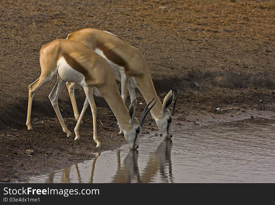 Two Springbok drinking water; Antidorcas marsupialis