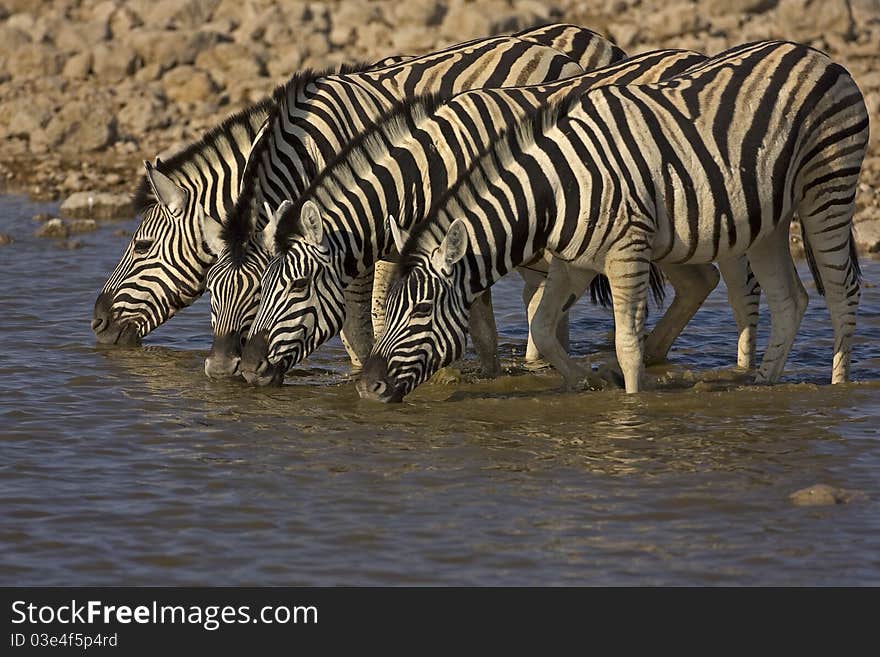 Four Burchells zebras standing in water