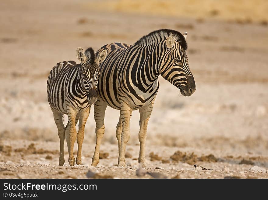 Mother and baby zebra standing in field