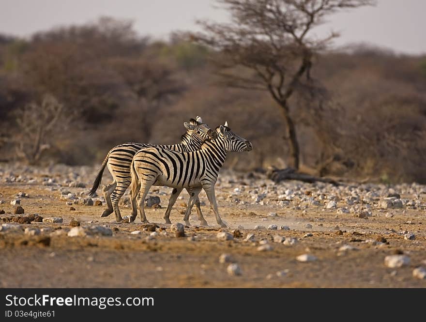 Two Burchells Zebras Playing In Field