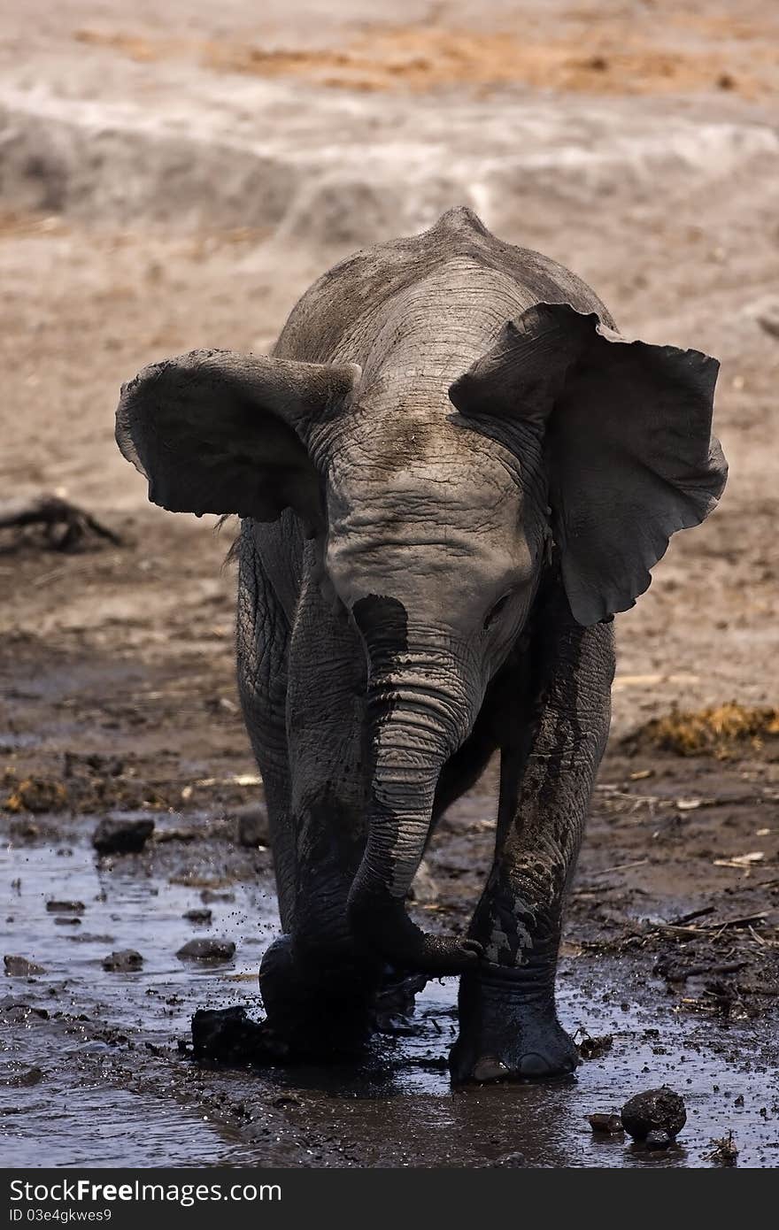 Baby Elephant mock charging