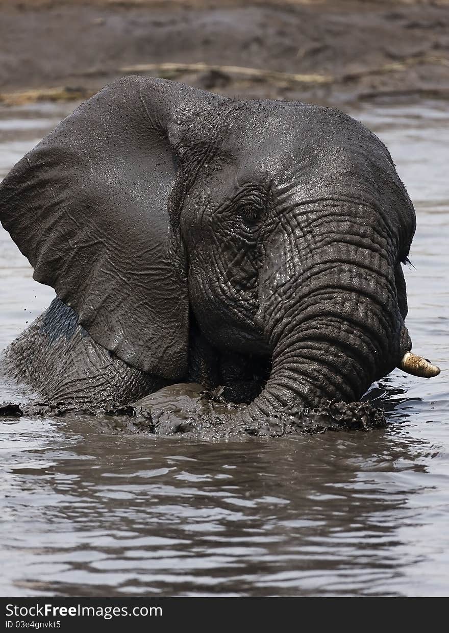 Elephant playing in muddy water