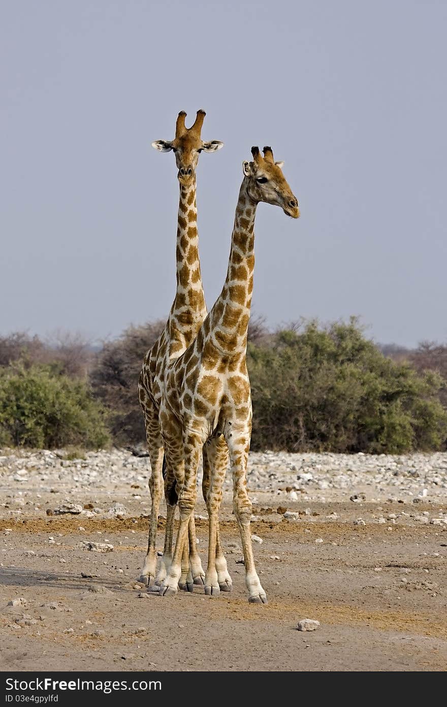 Two Giraffes standing together ; Giraffa Camelopardalis