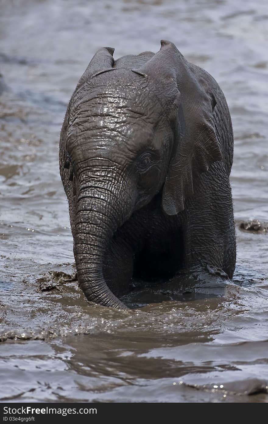 Baby Elephant Playing In Muddy Water