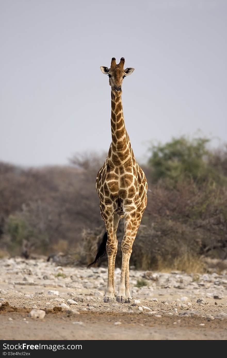 Giraffe standing in rocky field; Giraffa Camelopardis; South Africa