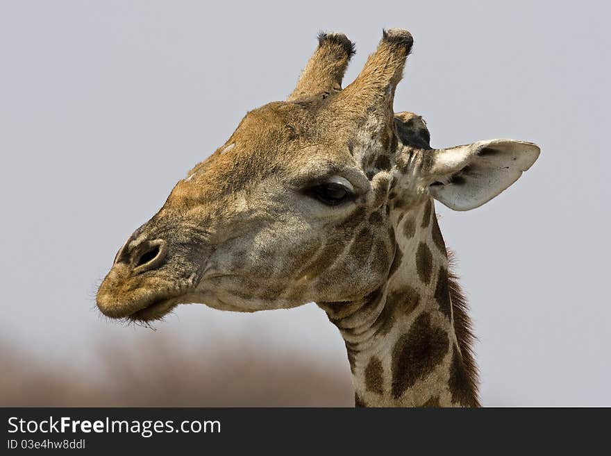 Close-up of Giraffe head; Giraffa camelopardalis