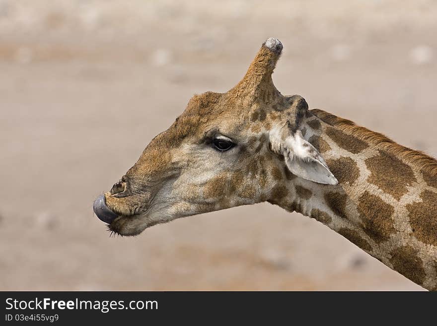 Close-up of Giraffe head and neck