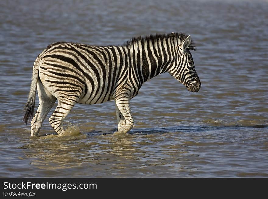 Young Burchells zebra walking in waterhole