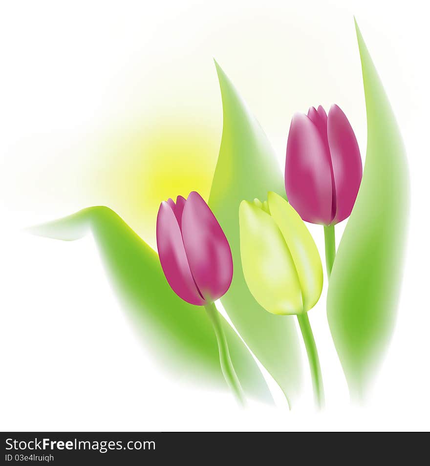 Yellow and red tulips with green leaves isolated on white background. Yellow and red tulips with green leaves isolated on white background.