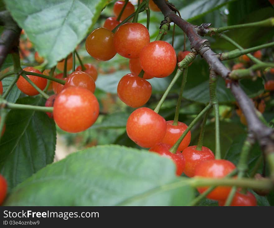 Red cherries on the tree in hot summer days. Red cherries on the tree in hot summer days