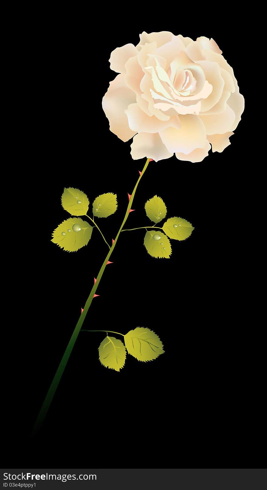 Creamy gentle rose on black background