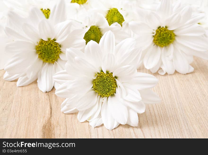 White chrysanthemum - very shallow depth of field on a wooden background