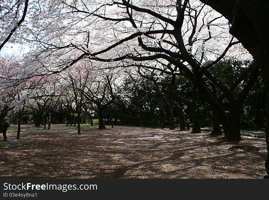 Cherry Blossoms along a river in Tokyo, Japan on dusk - 80% of profits made on these images will be donated to Japanese aid efforts. Cherry Blossoms along a river in Tokyo, Japan on dusk - 80% of profits made on these images will be donated to Japanese aid efforts