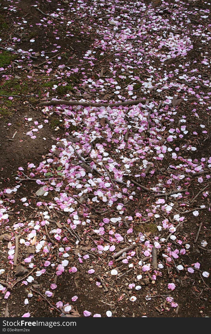 Cherry Blossoms in a park in Tokyo Japan with petals on the ground and great light through the trees. Cherry Blossoms in a park in Tokyo Japan with petals on the ground and great light through the trees