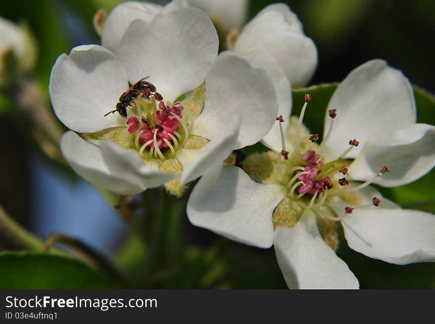 Pear blossoms just after opening this spring. The actually change as they mature, they lose the pink in the center and the petals thin out.