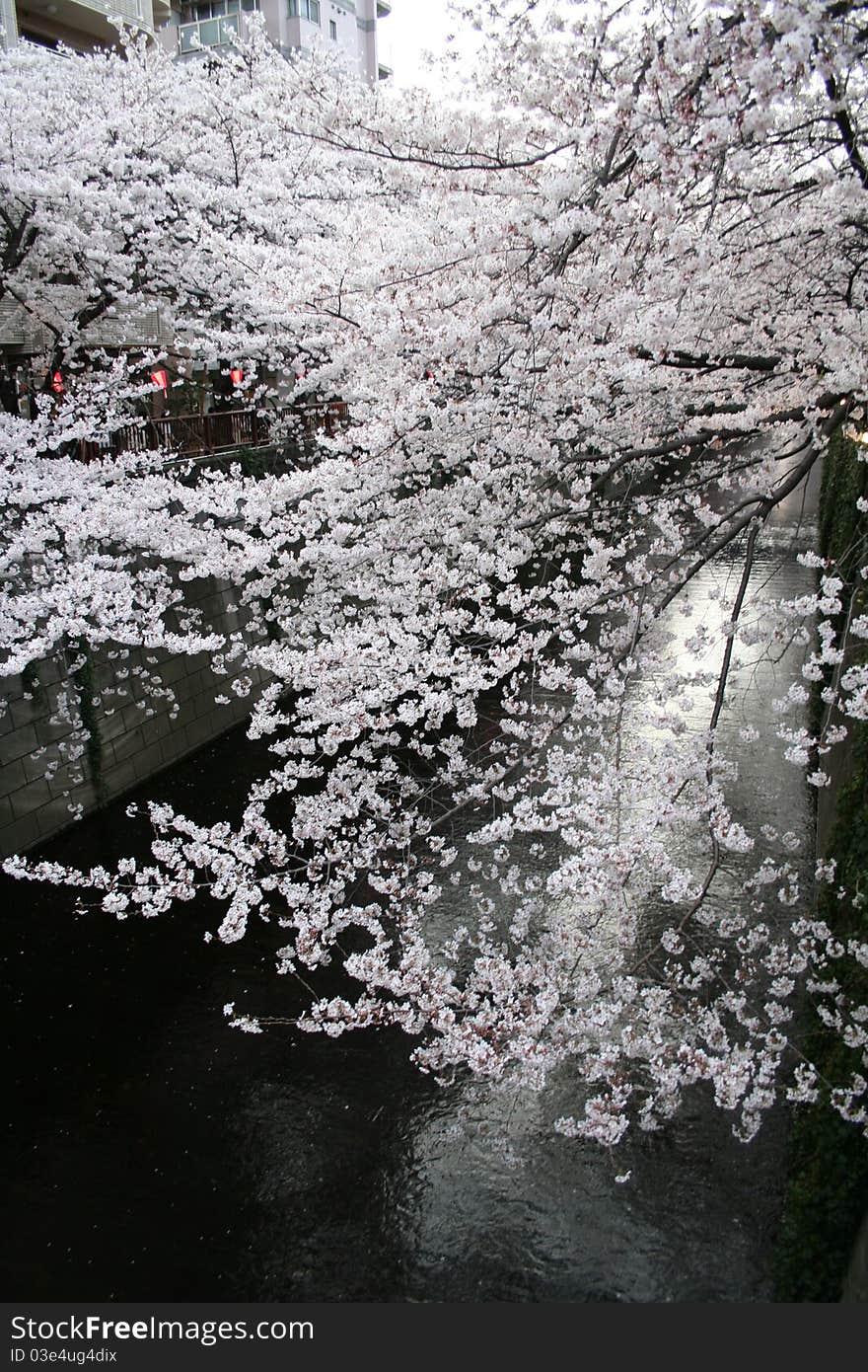 Japanese Sakura Cherry Blossoms & Lanterns