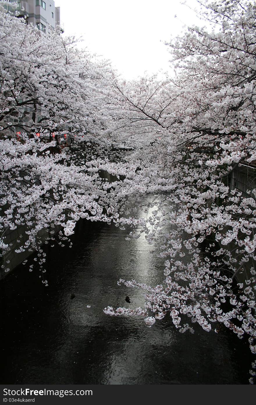 Cherry Blossoms along a river in Tokyo, Japan on dusk - 80% of profits made on these images will be donated to Japanese aid efforts by the photographer through a foundation call HUMANYWORLD Foundation the focuses on helping artists who have a ethical and social perspective to take actions through either providing creative work, time or finance to support those in need. Cherry Blossoms along a river in Tokyo, Japan on dusk - 80% of profits made on these images will be donated to Japanese aid efforts by the photographer through a foundation call HUMANYWORLD Foundation the focuses on helping artists who have a ethical and social perspective to take actions through either providing creative work, time or finance to support those in need.