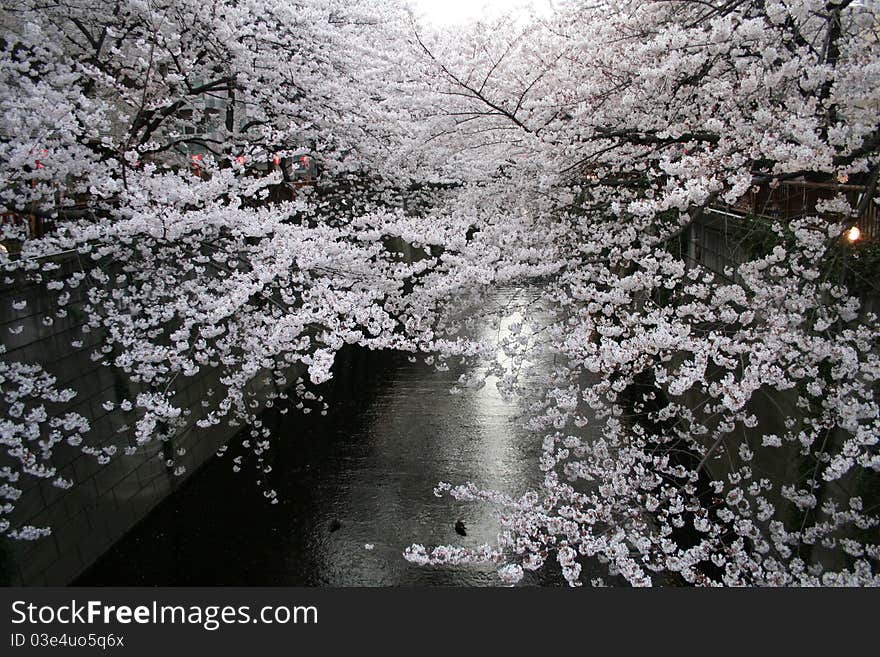 Japanese Sakura Cherry Blossoms & Lanterns