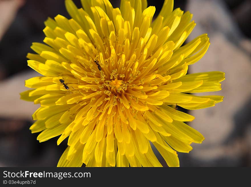 I took this of the dandelion, just to get used to my new macro equipment and didn't realize the amount of detail until I got it up on a screen. There is always some form of nature at work, even when the world seems still.