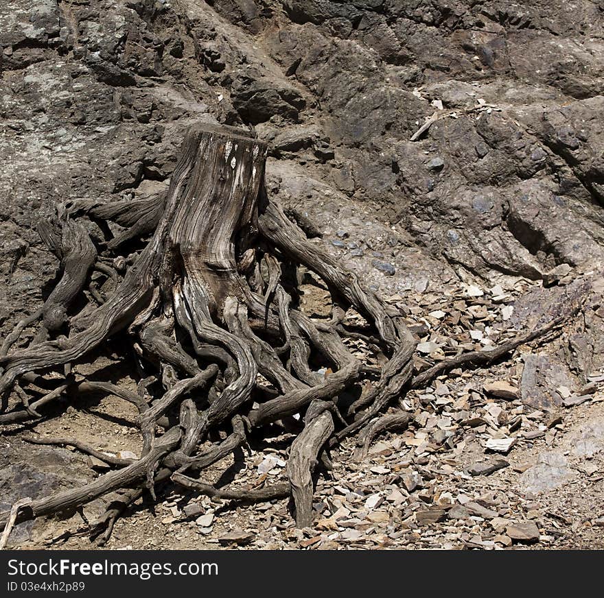 Dry stump on the rock