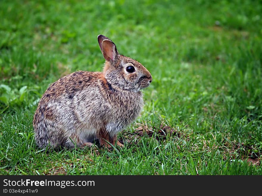 A wild  rabbit seating on green grass