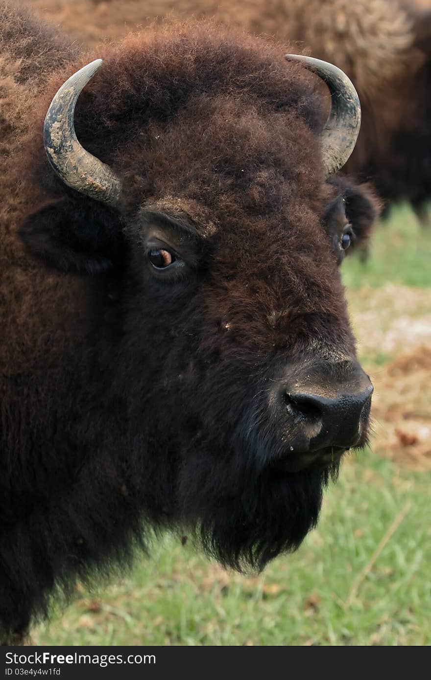 A female bison in the field