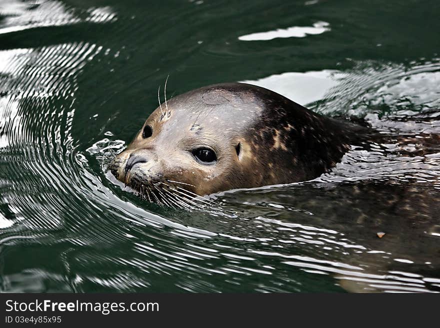 A Harbor seal swimming and making ripples