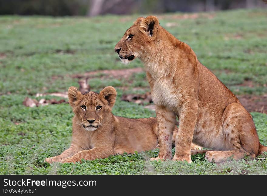 Two young lions seating on green grass