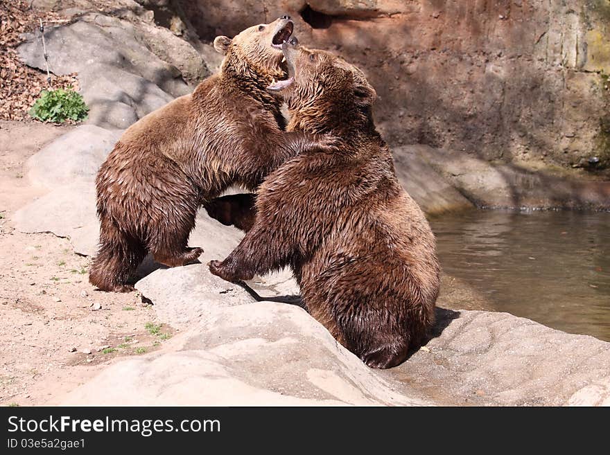 Brown bears