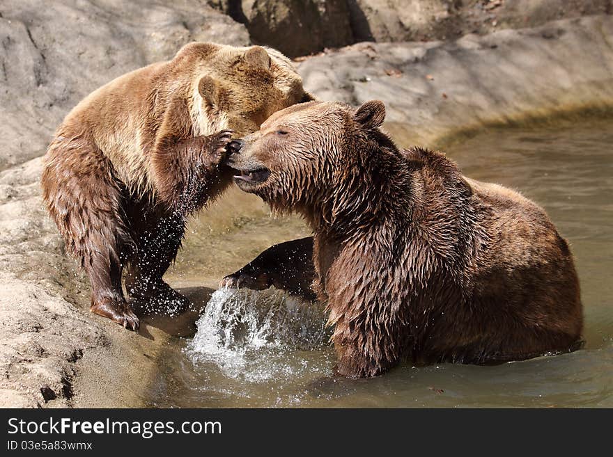 Brown bears