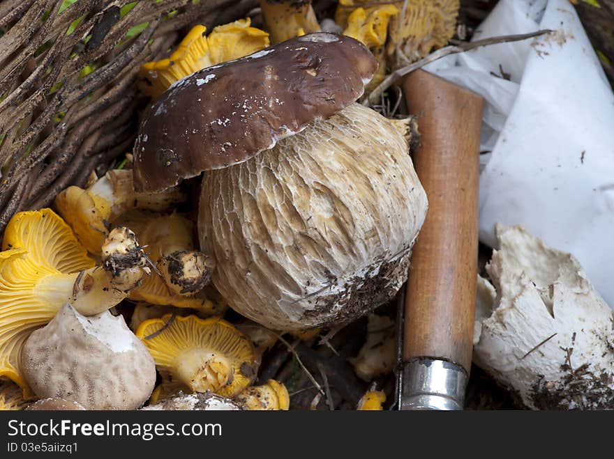 Basket of Mushrooms with Boletus and a Knife. Basket of Mushrooms with Boletus and a Knife