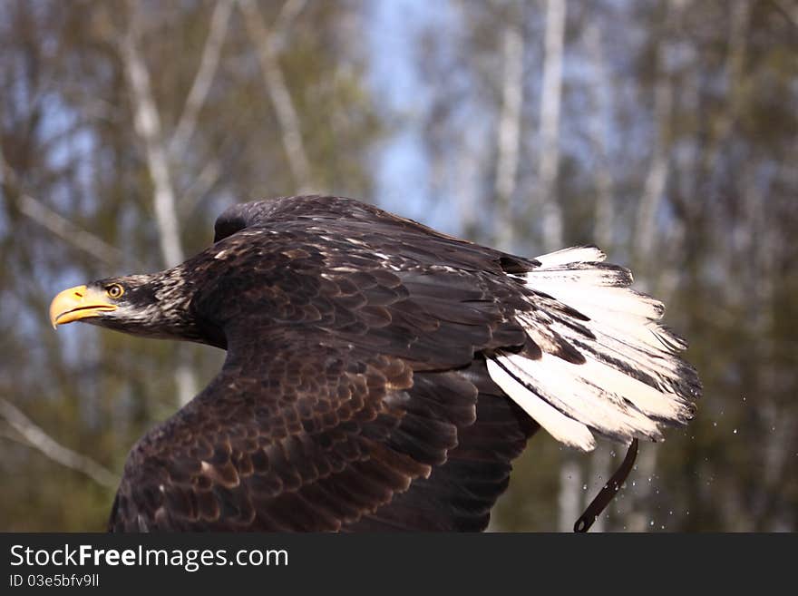 Flying Bald Eagle