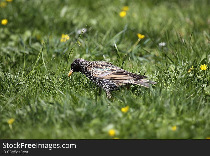 The european starling (Sturnus vulgaris) in the grass.