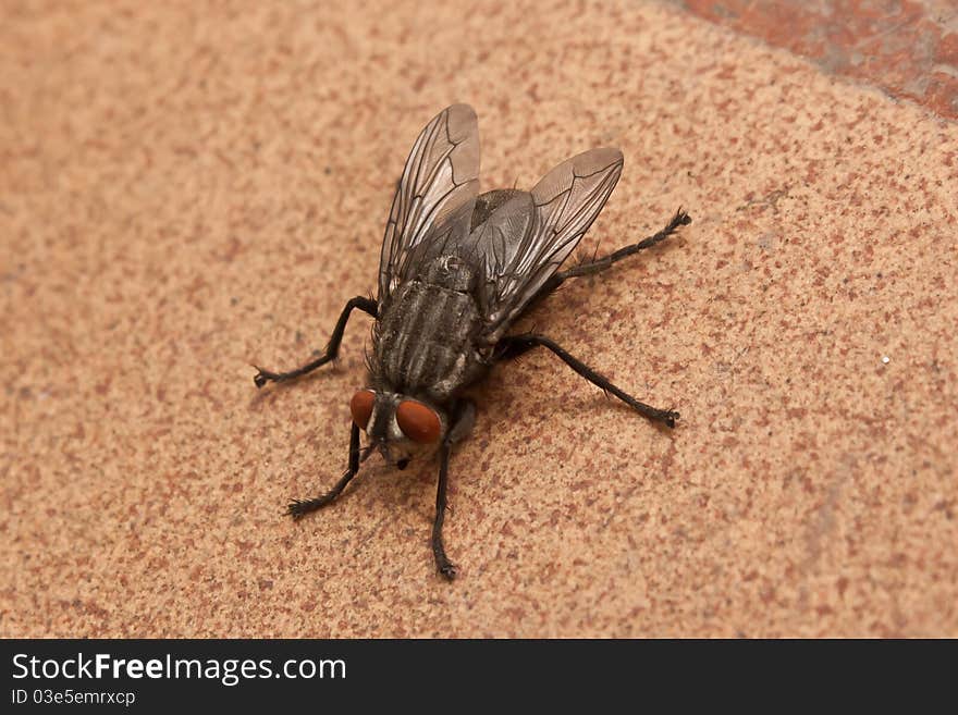 Fly close to the mottled surface. Fly close to the mottled surface