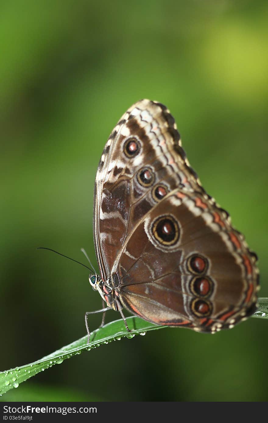 Closeup of a tropical butterfly