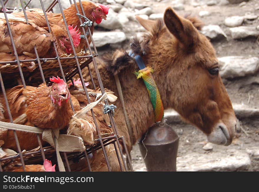 Donkey Carrying Chickens