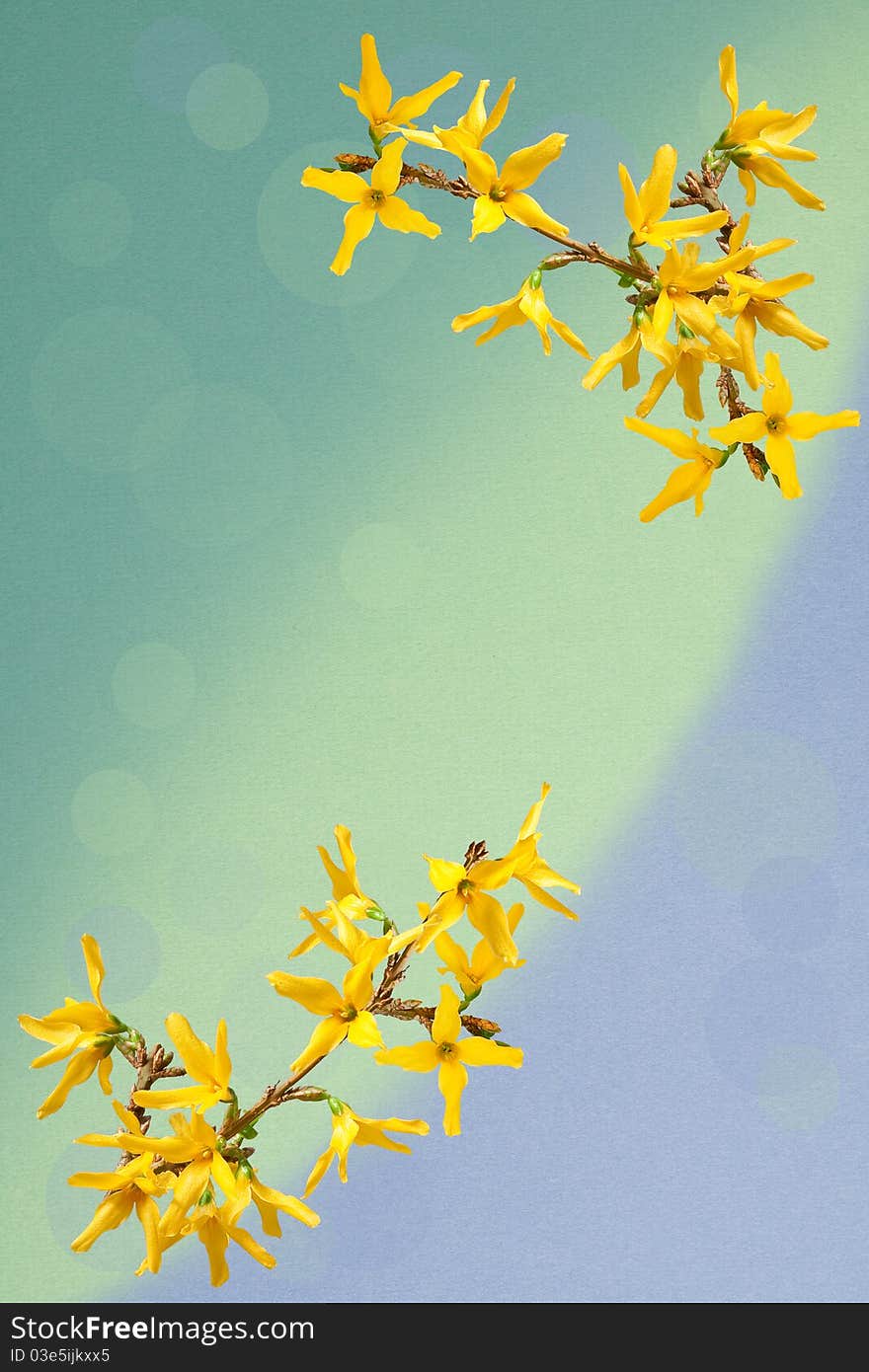 Greeting card with forsythia flowers