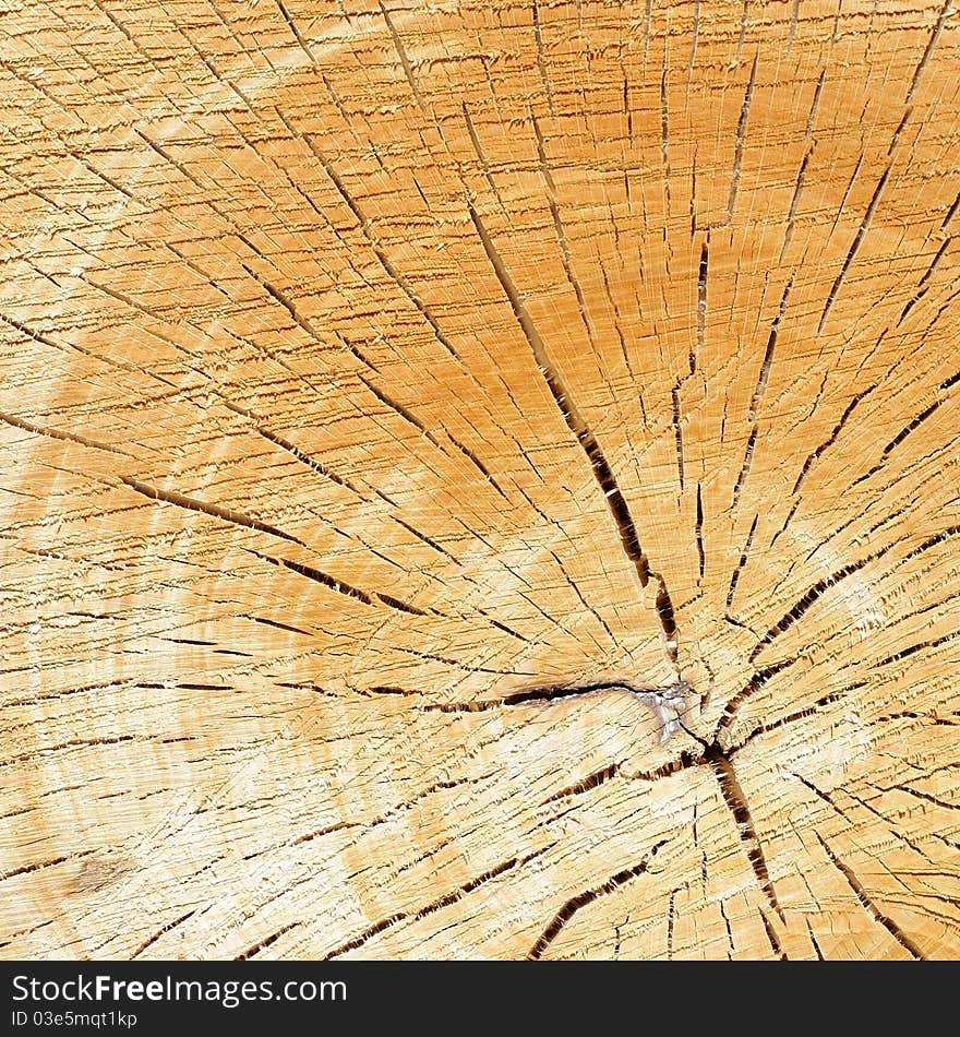 Close up of tree year rings