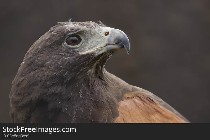 Hawk looking to the skies