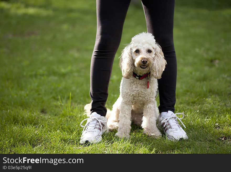 Dog sitting in grass