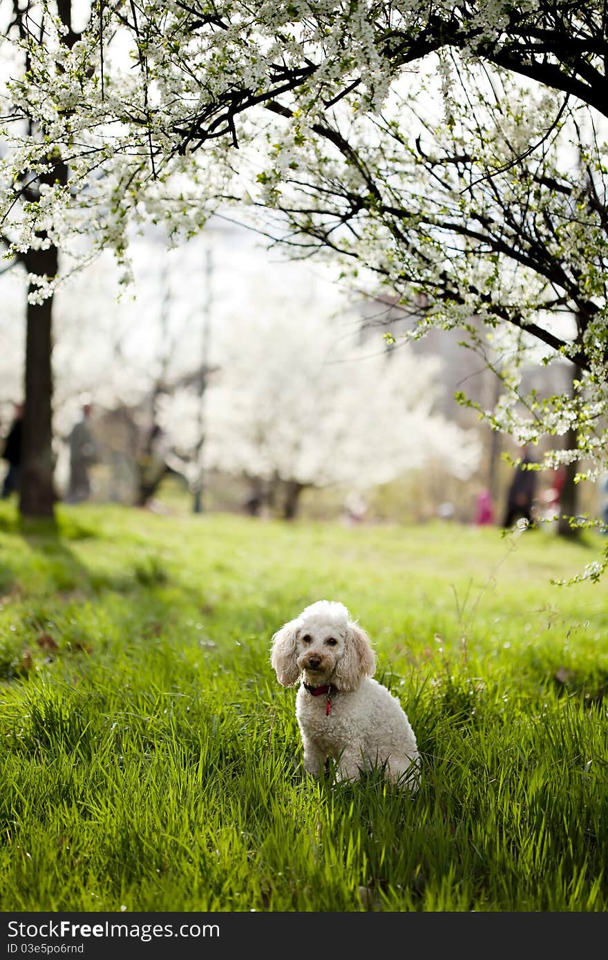 Dog Sitting In Grass