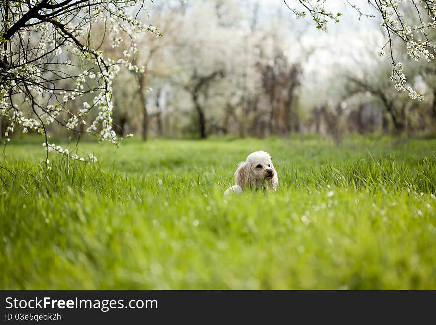 Cute dog sitting in green grass, spring portrait. Cute dog sitting in green grass, spring portrait