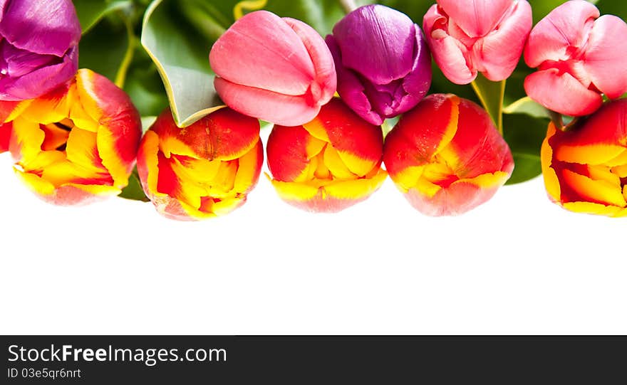 Tulip flowers isolated on white