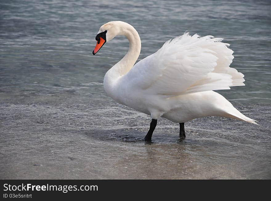 Beautiful swan