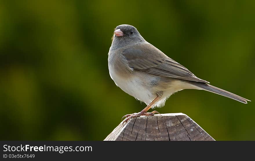 A Dark Eyed Junco perched on a wooden post backlit by the sun and with a backdrop of blurred trees. A Dark Eyed Junco perched on a wooden post backlit by the sun and with a backdrop of blurred trees