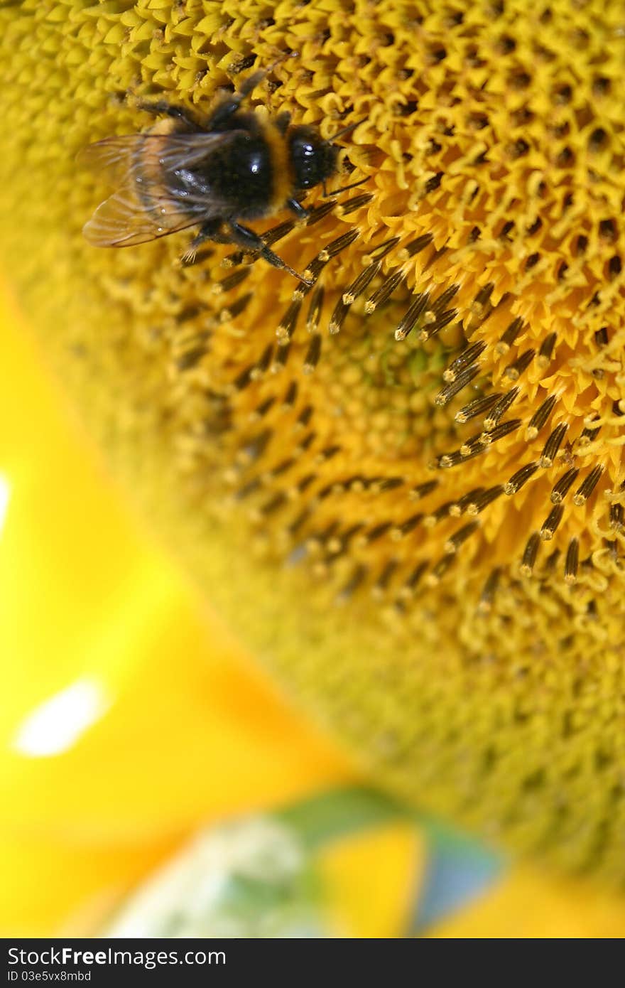 Bee sunflower summer insect nature