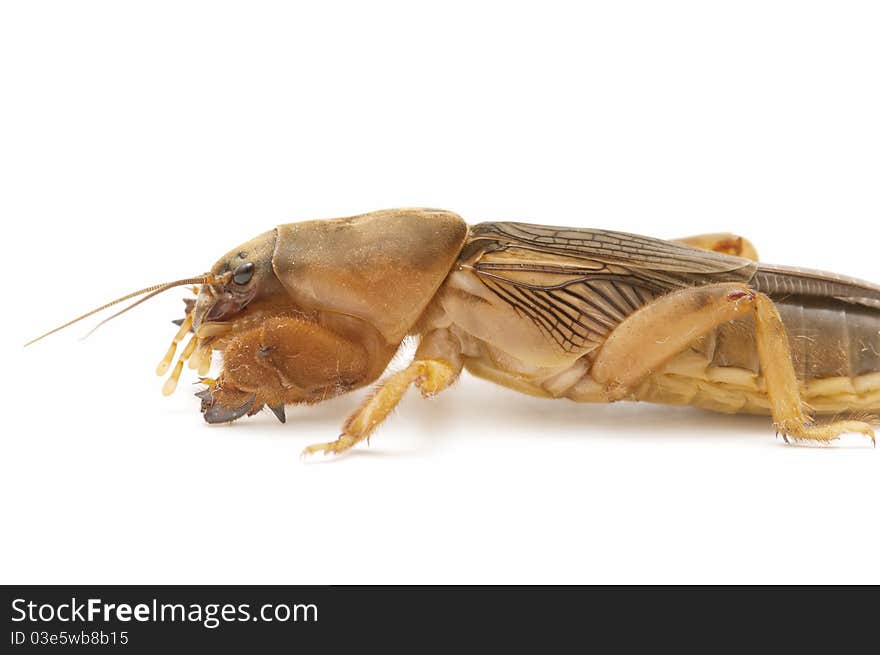 Macro of mole cricket