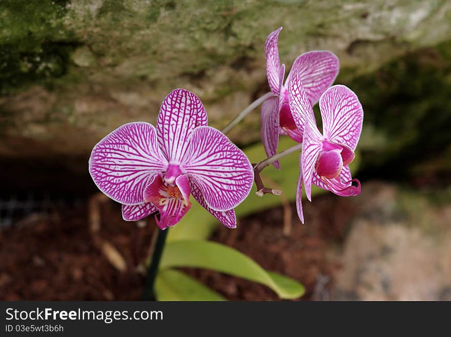 Vivid striped violet orchid flowers over the mossy rock